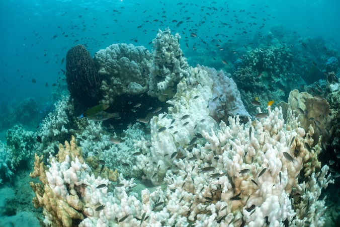Rifvissen zwemmen over een rif dat is aangetast door koraalverbleking als gevolg van de hoge watertemperatuur op 08 mei 2024 in Trat, Thailand.