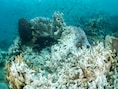 Rifvissen zwemmen over een rif dat is aangetast door koraalverbleking als gevolg van de hoge watertemperatuur op 08 mei 2024 in Trat, Thailand.