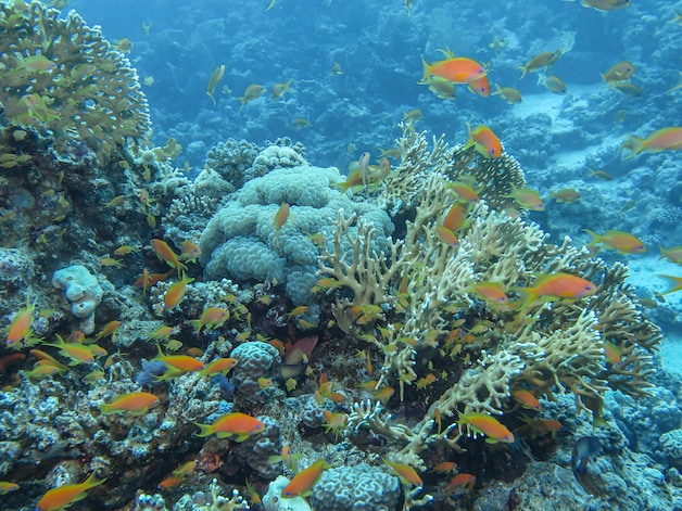 Koraalrif op duiklocatie in de Rode Zee, Egypte. 