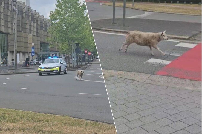 Het schaap was op avontuur in het shoppingcenter in Genk 