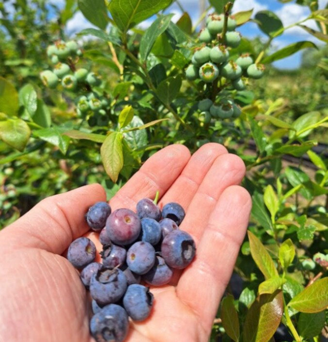 Blauwe bessen van Horticultuur in Maldegem.