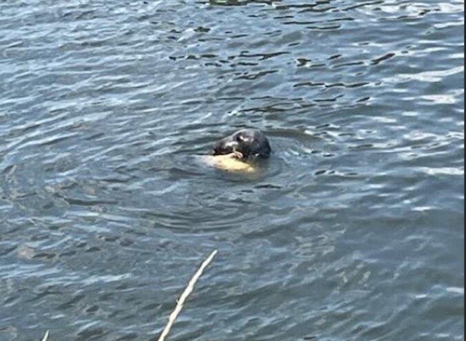 Zeehond eet karper in Schelde in Gavere.