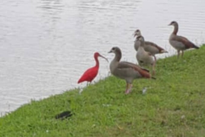 Op de beelden is te zien hoe de rode ibus rustig langs de waterkant wandelt, tussen enkele andere watervogels.