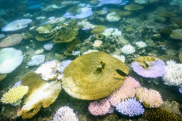 Verbleekt en dood koraal rond Lizard Island op de Great Barrier Reef, in Australië.