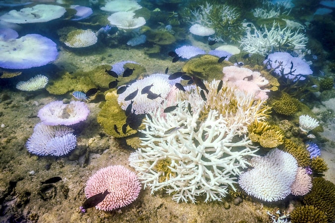 Verbleekt en dood koraal rond Lizard Island op de Great Barrier Reef, in Australië.
