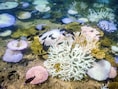 Studie: klimatologisch omslagpunt voor afsterven koraalriffen bereikt