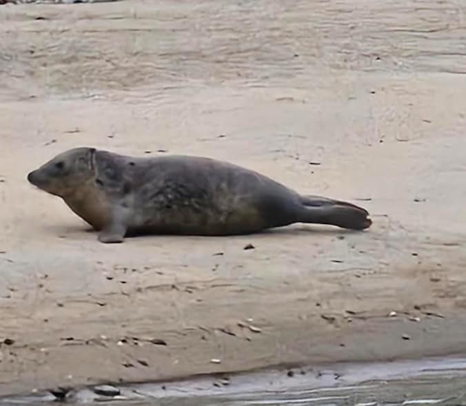 Zeehond gespot in vaargeul in Blankenberge