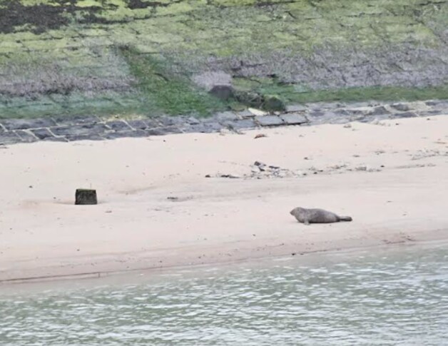 Zeehond gespot in vaargeul in Blankenberge