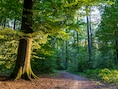 Bomen verliezen hun bladeren nu al door droogtestress