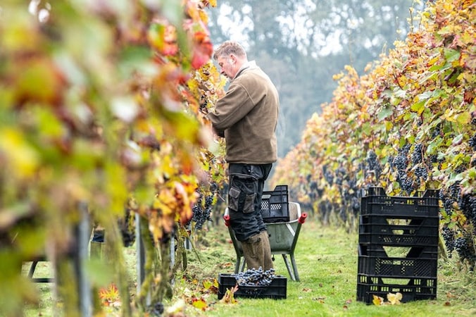  De familie Willems aan het werk in de wijngaard van ‘t Hoogveld.