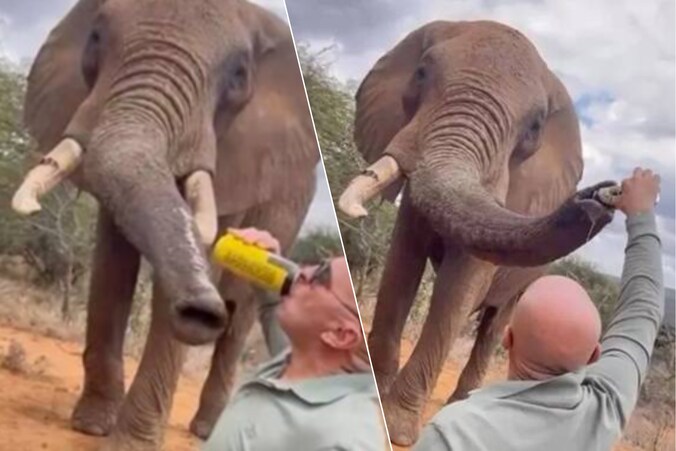 Beelden van het moment waarop de toerist bier in de slurf van de olifant giet.