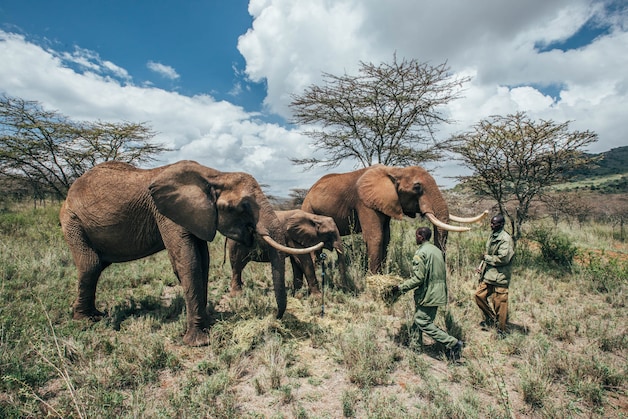 Olifanten in het Ol Jogi Wildlife Conservancy. Archiefbeeld.