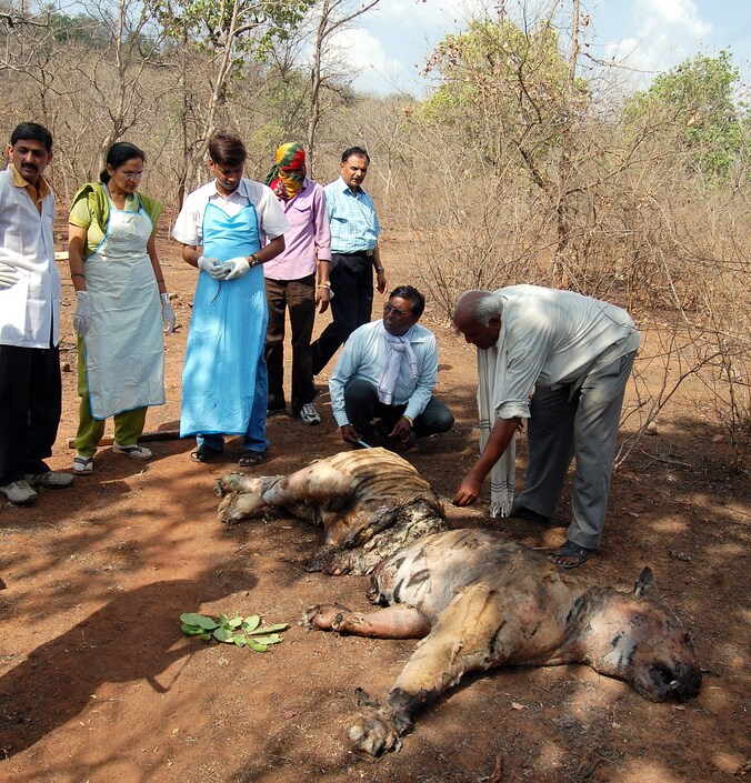 Een van de gedode tijgers in India.