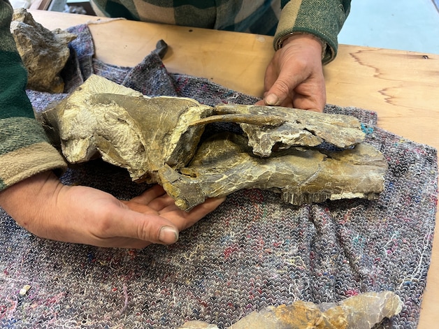 De schedel van de Cariocecus bocagei