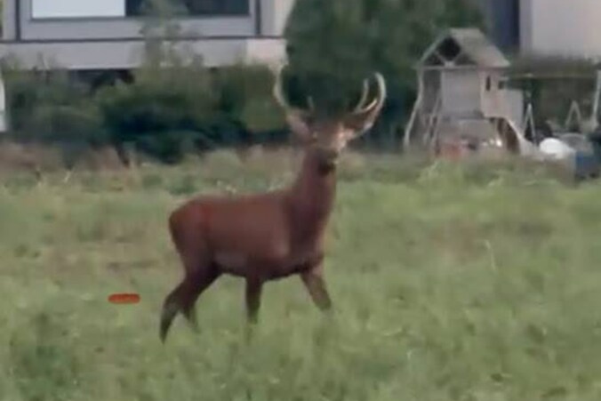 Edelhert gespot tussen de villa's in Schilde
