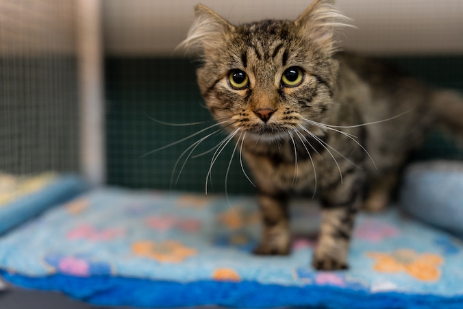 Kat wacht op baasje in dierenasiel.