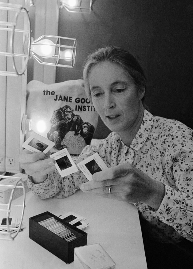 Jane Goodall in 1982 in Chicago