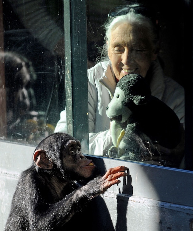 Jane Goodall in 2011 in de Taronga Zoo in Sydney. 