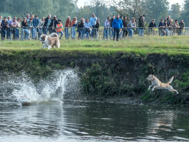 Van Sven Ornelis tot Sam Gooris: organisatie doet extra inspanning voor de 175ste editie van Hondenzwemming