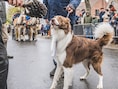 Paard of huisdier laten wijden? LRV Schilde organiseert dierenwijding op 11 november