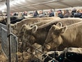 Koeien keren terug naar Houtem Jaarmarkt na jaar afwezigheid