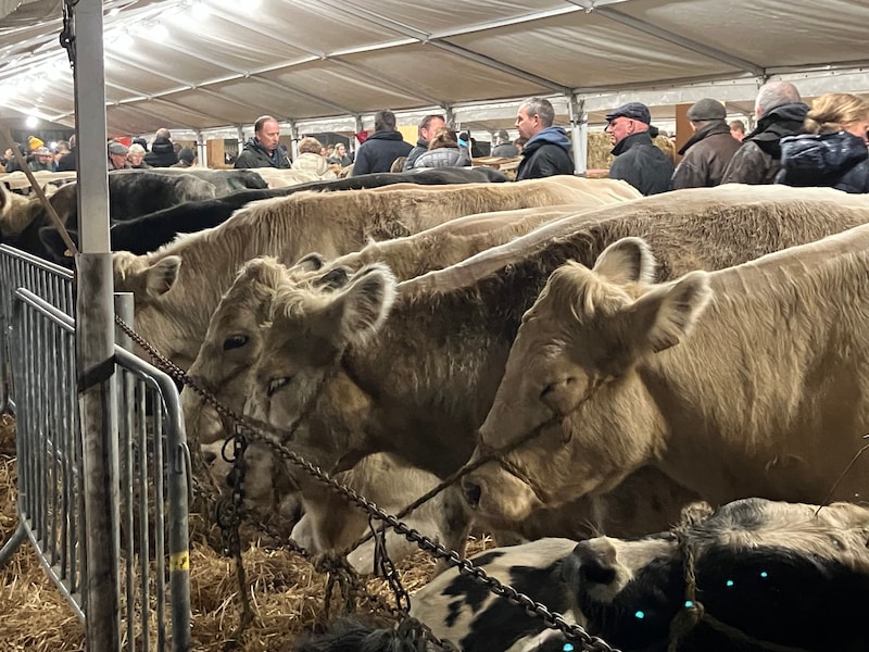 Koeien keren terug naar Houtem Jaarmarkt na jaar afwezigheid