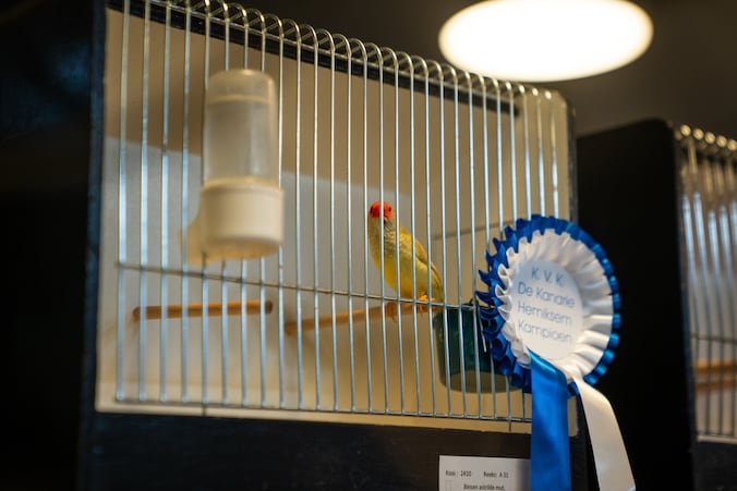 Beeld ter illustratie - komend weekend openen de deuren van de jaarlijkse vogeltentoonstelling