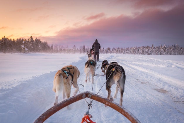 Lapland is best known for winter activities such as dog sledding, skiing and spotting the Northern Lights.