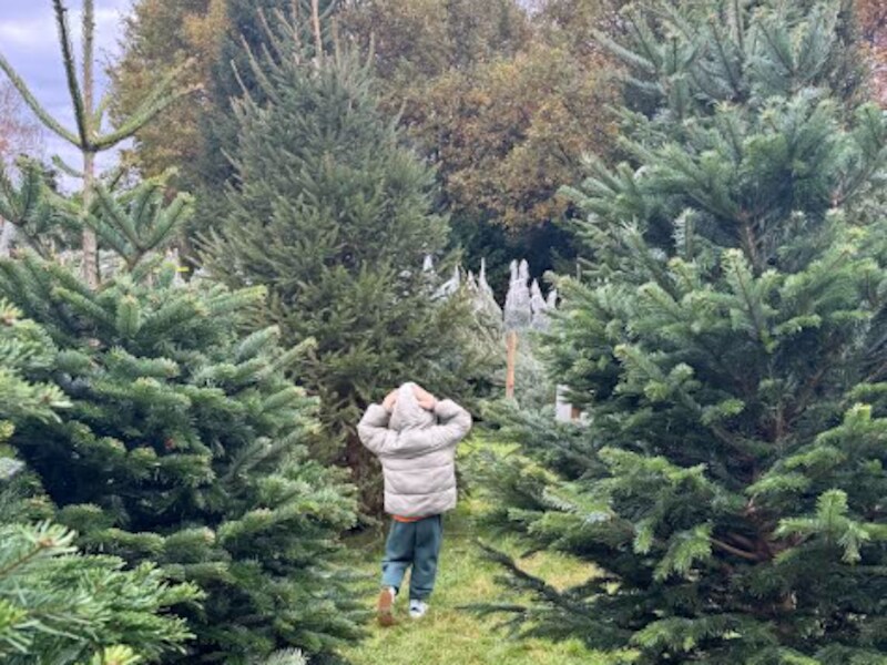 Frespar brengt kerstbomen naar Erpe-Mere, Herzele, Wetteren en Berlare