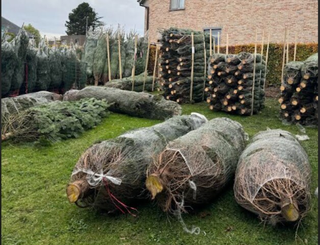 Frespar brengt kerstbomen naar Erpe-Mere, Herzele, Wetteren en Berlare.