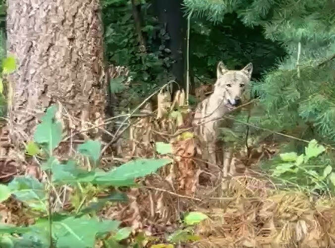 Doodgeschoten wolf in Nederland is mogelijk Bram: “Hij beet wandelaar ...