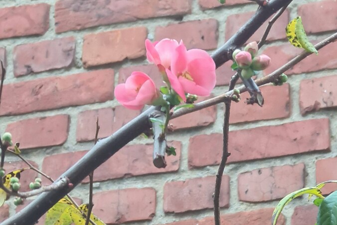 Een fraaie bloem in Booischot.