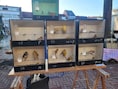Laatste dierenmarkt van het jaar in Mol zonder vogels na besmetting bij hobbyhouder in Balen