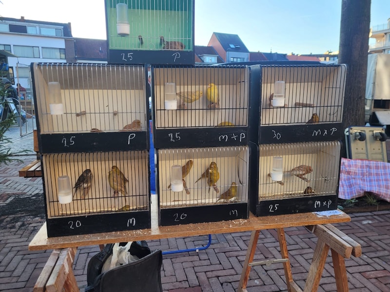 Laatste dierenmarkt van het jaar in Mol zonder vogels na besmetting bij hobbyhouder in Balen