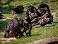 Van olifantenkak tot bonobo-expeditie: ZOO Antwerpen pakt uit met meer dan 40 wetenschapsactiviteiten