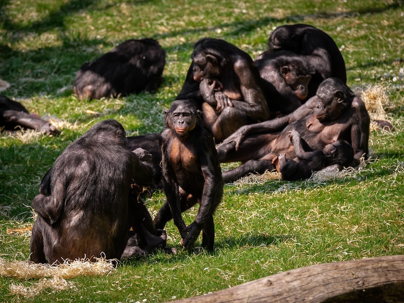 Van olifantenkak tot bonobo-expeditie: ZOO Antwerpen pakt uit met meer dan 40 wetenschapsactiviteiten