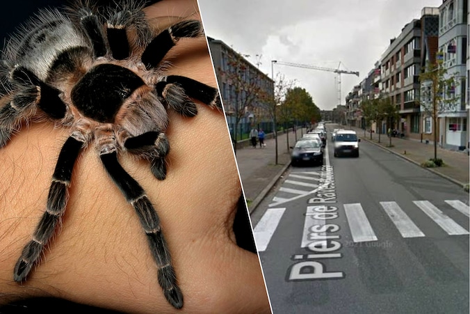 De brandweer kreeg een melding van een ‘vogelspin van 15 centimeter’ (l., beeld ter illustratie) in de kelder van een gebouw in de Piers de Raveschootlaan (r.) in Knokke.