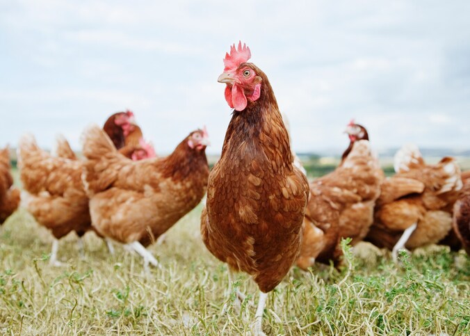Vogelgriep vastgesteld in Diksmuide