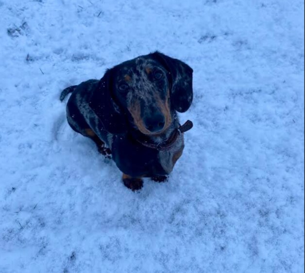 Sneeuwplezier in het Limburgse Ham.