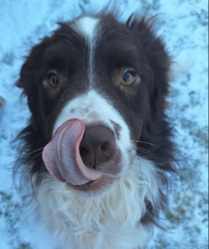 Hond Gio uit Lebbeke geniet van de sneeuw.