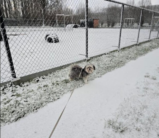 Hond Lio uit Letterhoutem speelt in de eerste sneeuw.