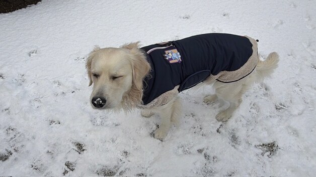 Jack omarmt sneeuw in Scherpenheuvel.