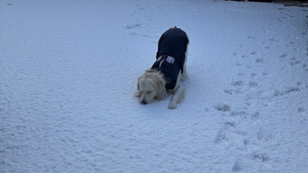 Jack omarmt sneeuw in Scherpenheuvel.