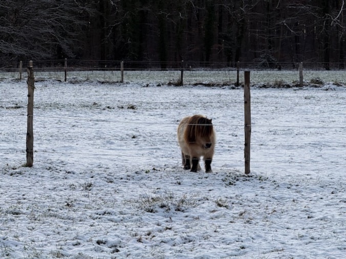 De sneeuw zorgt voor sprookjesachtige landschappen in Boortmeerbeek.