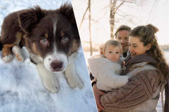 Een eerste keer sneeuw voor puppy Aiko uit Houthalen-Helchteren. / Olivia, dochter van Stéphanie Weckx en Neils Ramaekers uit Zonhoven.
