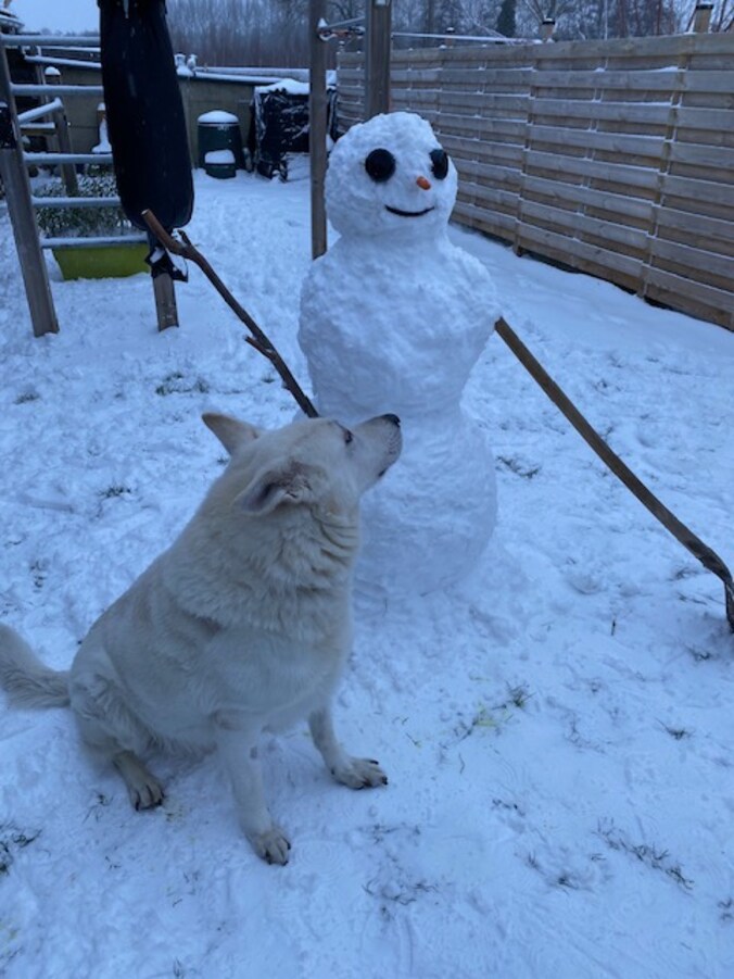 Eerste sneeuwervaring voor Alpha in Stasegem