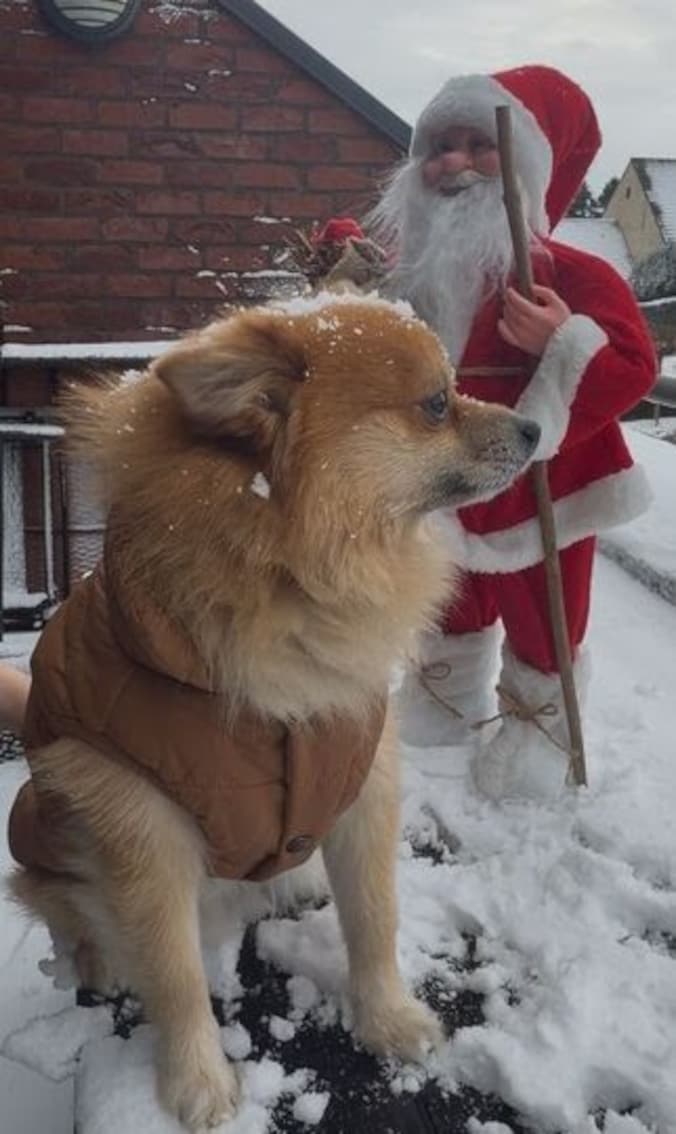 Hondje Jackie geniet van de sneeuw in Kortenberg