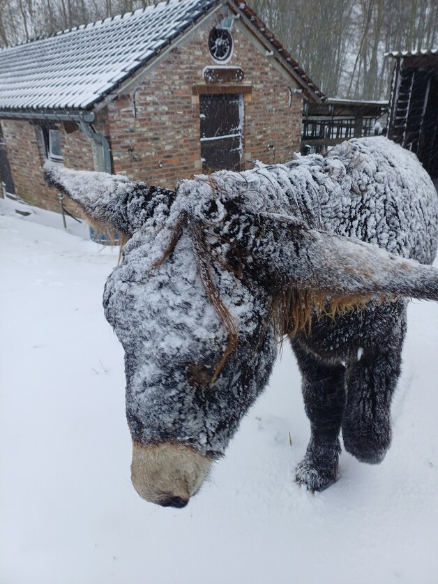 Sneeuw in Pepingen