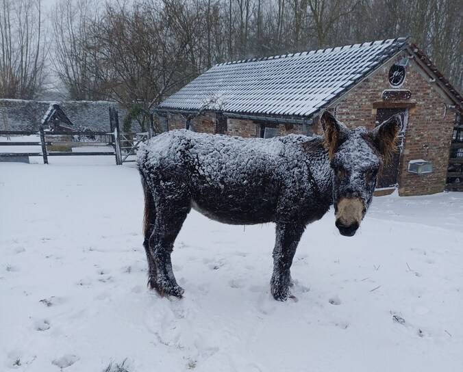 Ook deze ezel in Pepingen geniet van winterpret