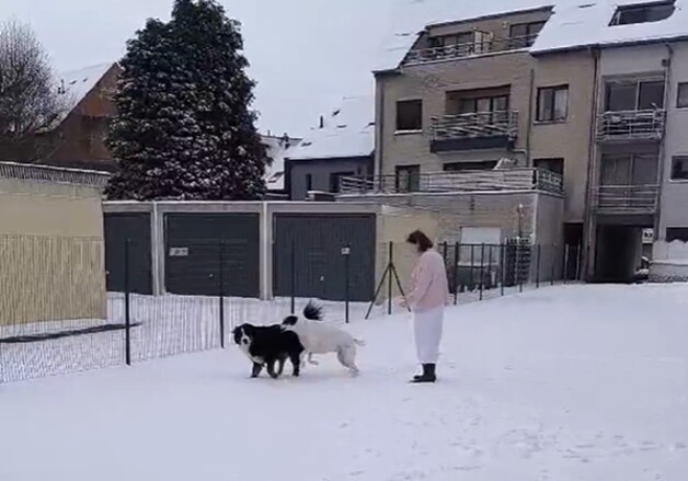 Hondjes Leyla en Tifiti genieten van de sneeuw in Merchtem